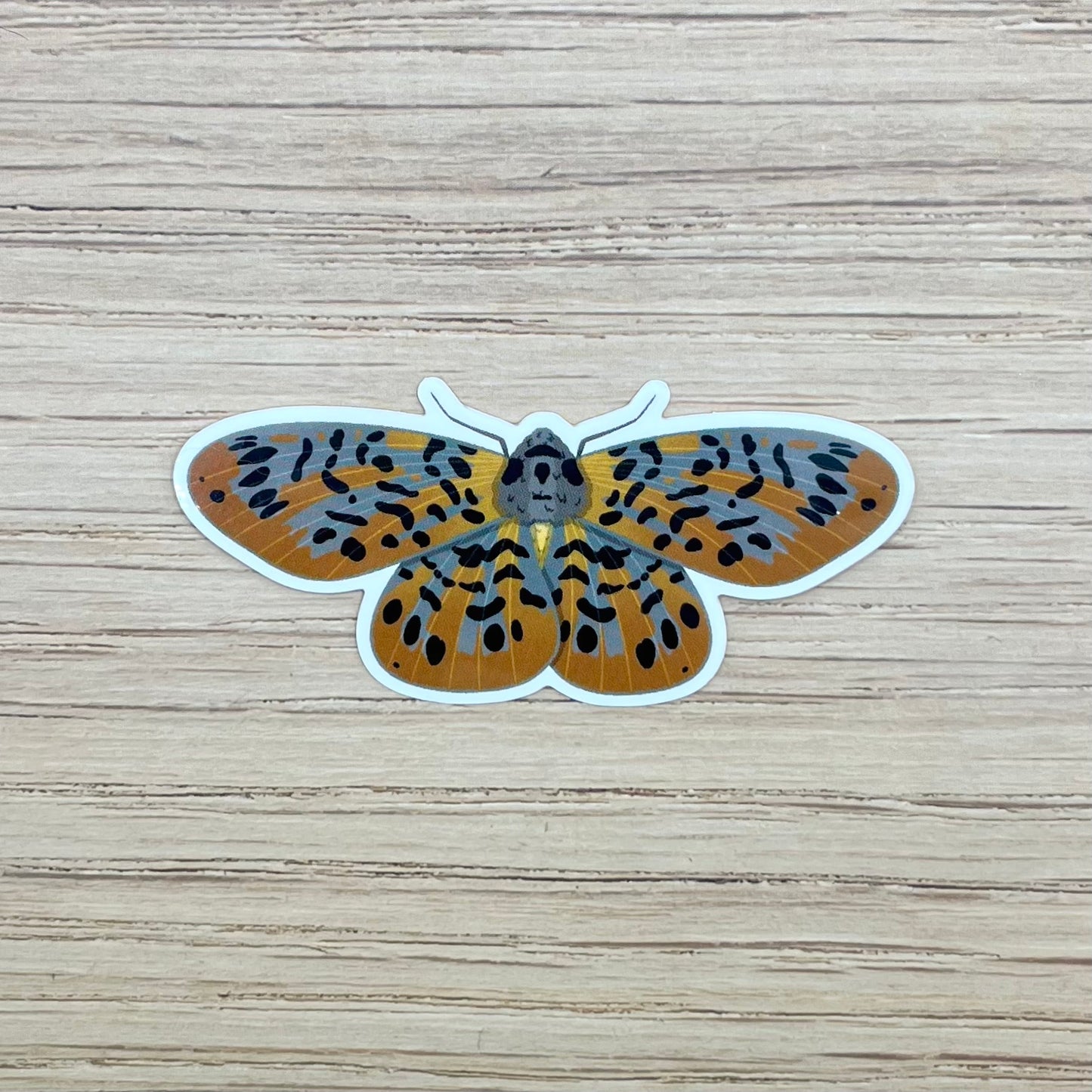 Bracca Matutinata Moth Sticker