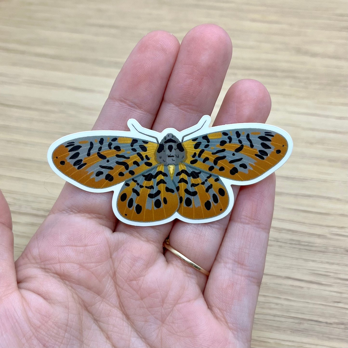 Bracca Matutinata Moth Sticker